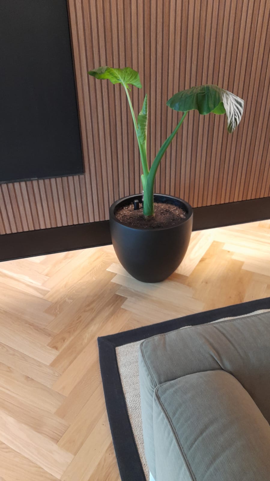 Macetero Terracia negro con planta en living